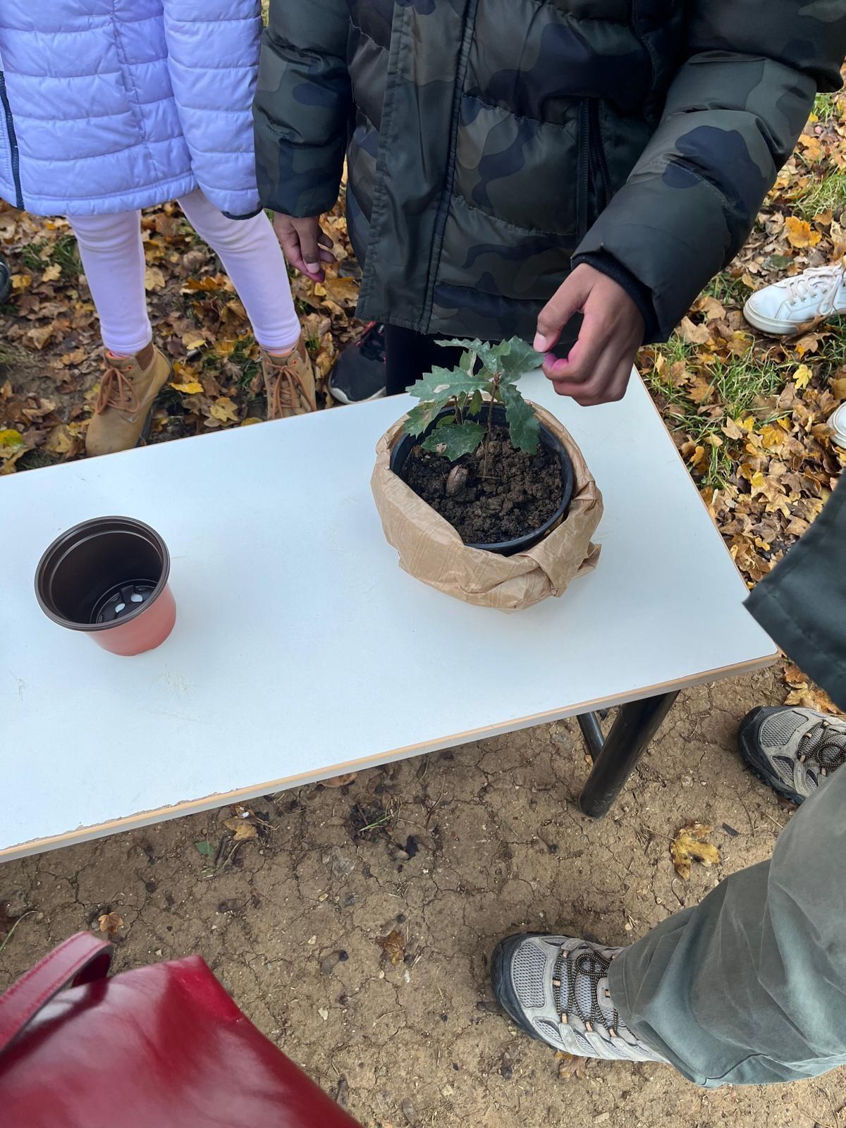 Giornata dell'Albero 2024 - laboratorio Una ghianda fa il bosco