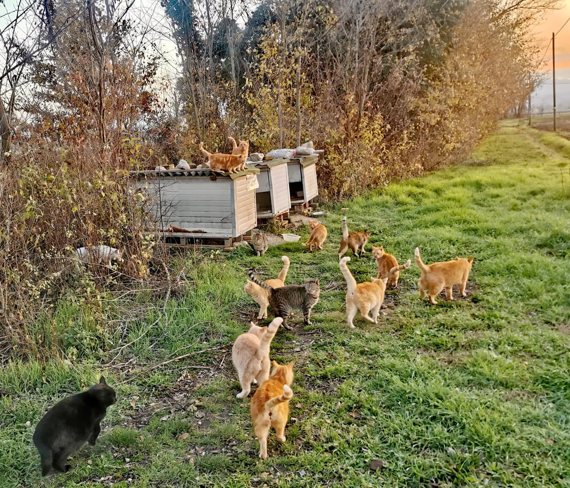 Avviso pubblico per la gestione delle colonie feline censite presenti sul territorio comunale